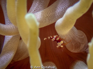 Sexy Shrimps are abundant in the anemones in Bonaire. Thi... by Ann Donahue 